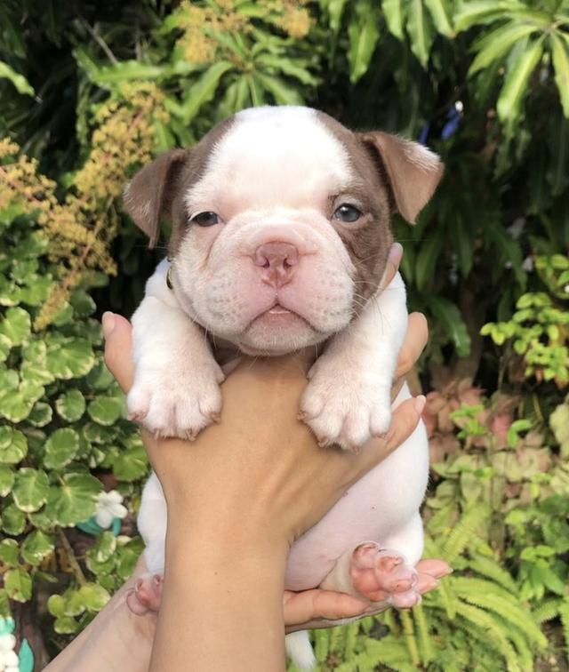 บูลลี่เพศเมียสีขาวช็อค