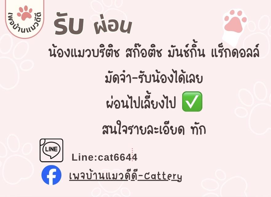 แมวบริติช ,มันช์กิ้น แร็กดอลล์ ผ่อนไปเลี้ยงไป ทักได้ตลอดค่ะ