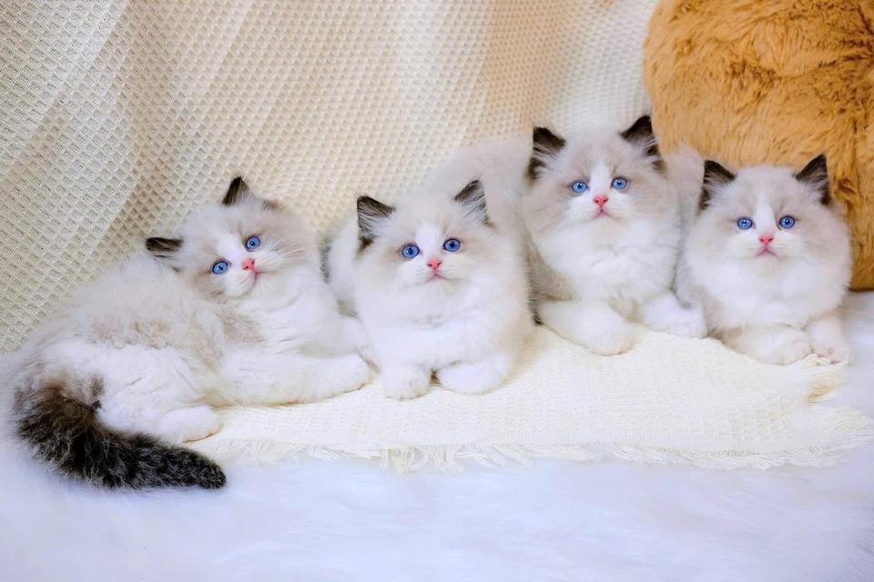 แมวแร็กดอล ดญได้บ้านแล้วเหลือดช.ล้วน