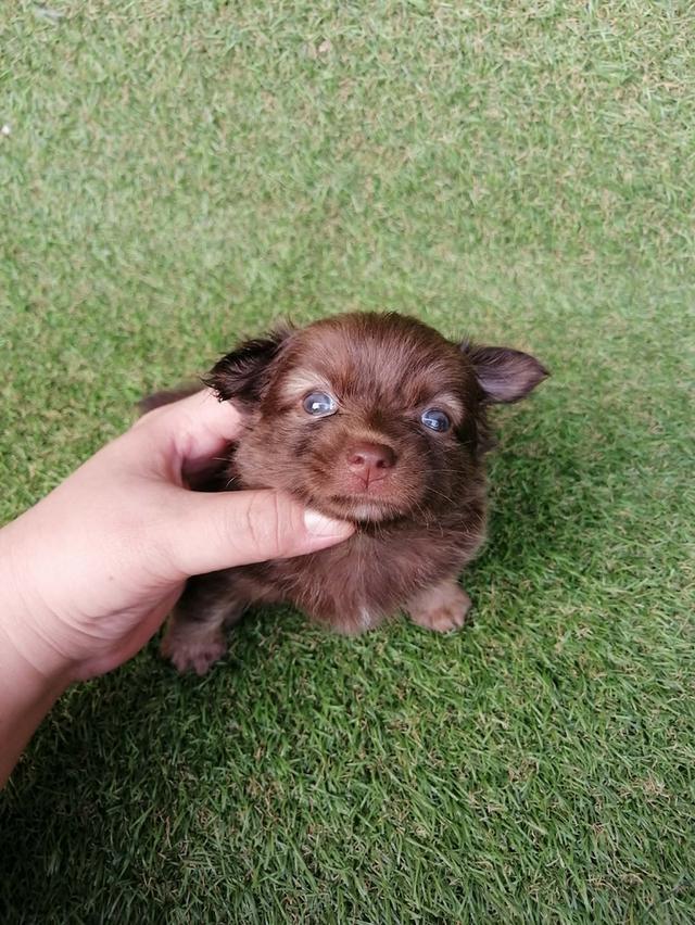 ปอมชิวาว่า พร้อมย้าย รูปที่ 10