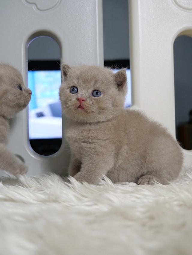 แมวบริติชช๊อตแฮร์ผู้ชายสีไลแลก รูปที่ 3