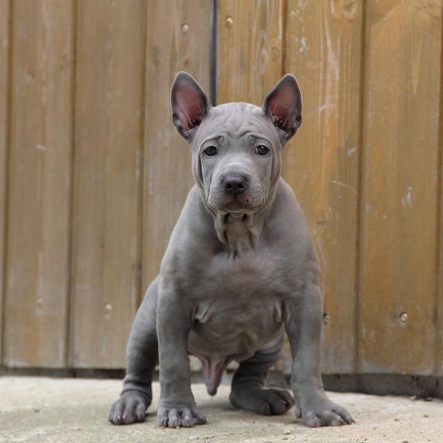 Trained Thai ridgeback puppies for sale