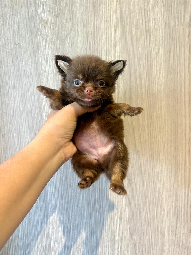 ชิวาวาแท้ ขนยาว หน้าสวย สีช็อก