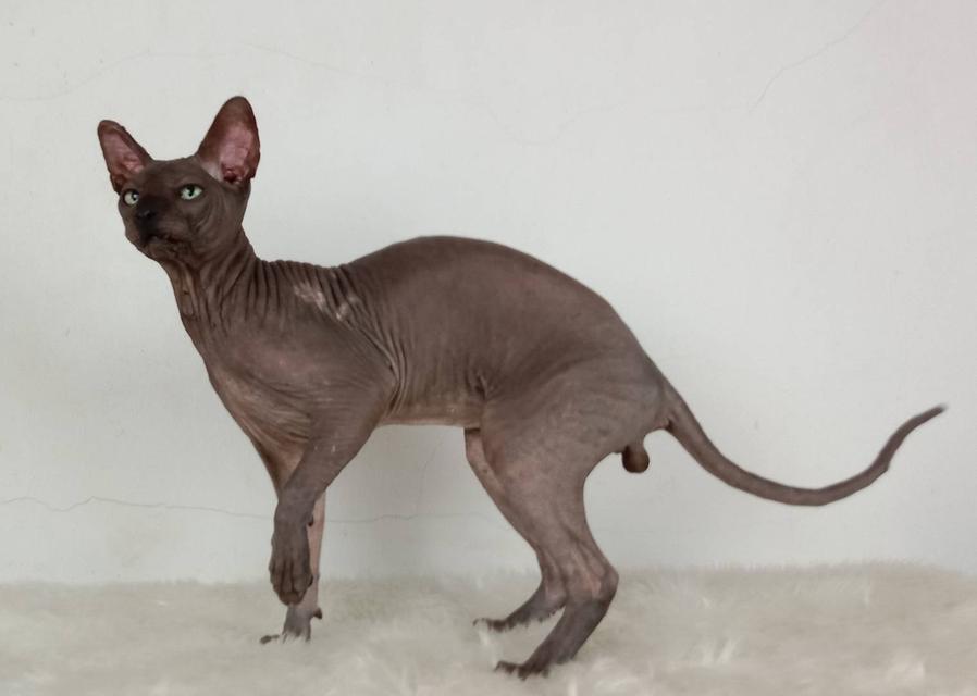 15.แมวสฟิงซ์/เพศผู้ หาบ้าน Sphynx Cat/Male looking for a new home 5