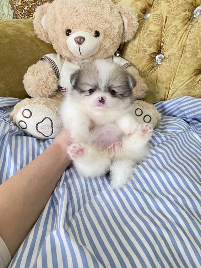 ปอมเมอเรเนียนแท้ พร้อมส่งทุกตัว 3
