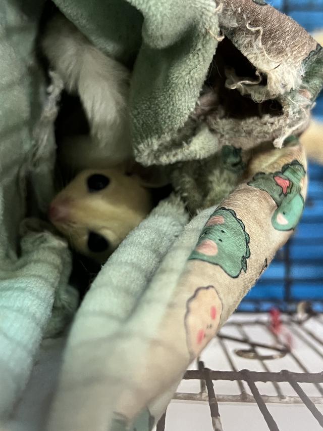 ชูการ์ไกลเดอร์สีขาวล้วน