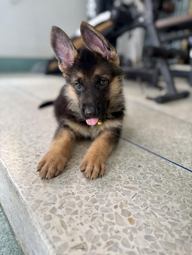 หมาเยอรมันแชดเพริด 8