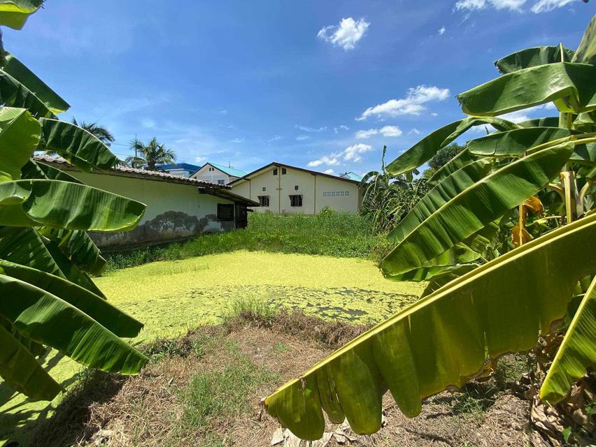 ขายที่ดิน นครชัยศรี นครปฐม 3 งาน 20 ตารางวา 2