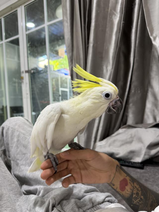 กระตั้วมิเดี้ยม Cockatoo medium เพศผู้ และเมีย รูปย่อยที่ 3