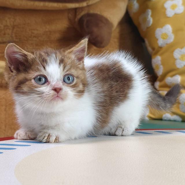 แมวมันช์กิ้น Munchkin short leg Oscat cattery chiangmai รูปที่ 3