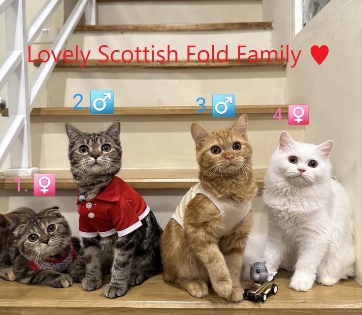 Lovely Scottish Fold Family ❤️