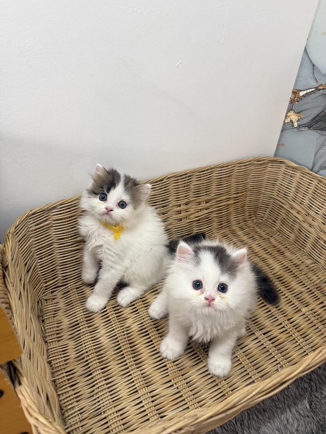 ลูกแมวพันธุ์สก๊อตติช รูปที่ 4