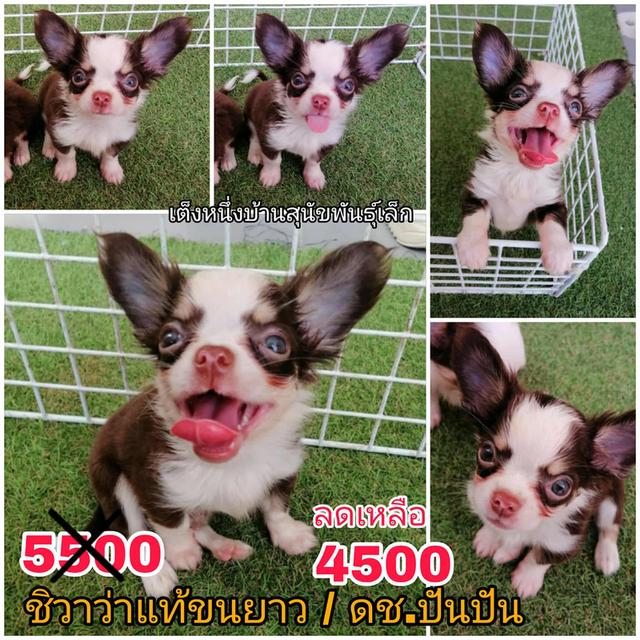 ชิวาว่าเเท้ขนสั้น ขนยาว พร้อมย้าย 2