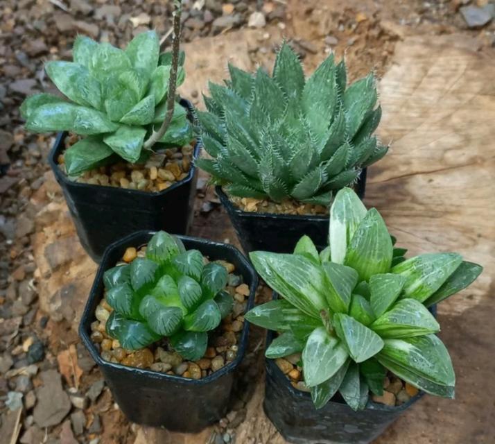 Haworthia ขนาดกระถาง 2 นิ้ว 1