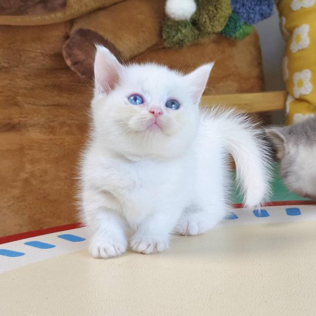 แมวขาสั้น Munchkin short leg chiangmai รูปย่อยที่ 4