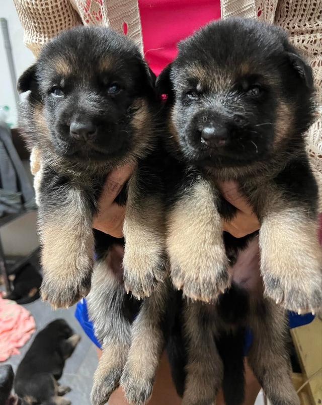 ลูกสุนัขเยอรมันเชพเพิร์ด