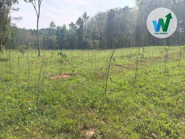 ขายสวนยางพาราแปลงใหญ่ในควนขนุน ใกล้สำนักงานที่ดินจังหวัดพัทลุงสาขาควนขุนน 2