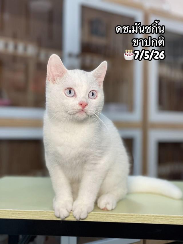 แมวมันชกิ้นบริติชขาปกติ รูปย่อยที่ 3