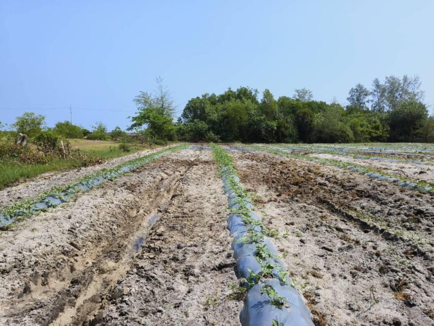 ที่ดิน 12 ไร่ 3 งาน ใกล้หาดบ่ออิฐ ติดถนนสายหลัก สายรอง 7