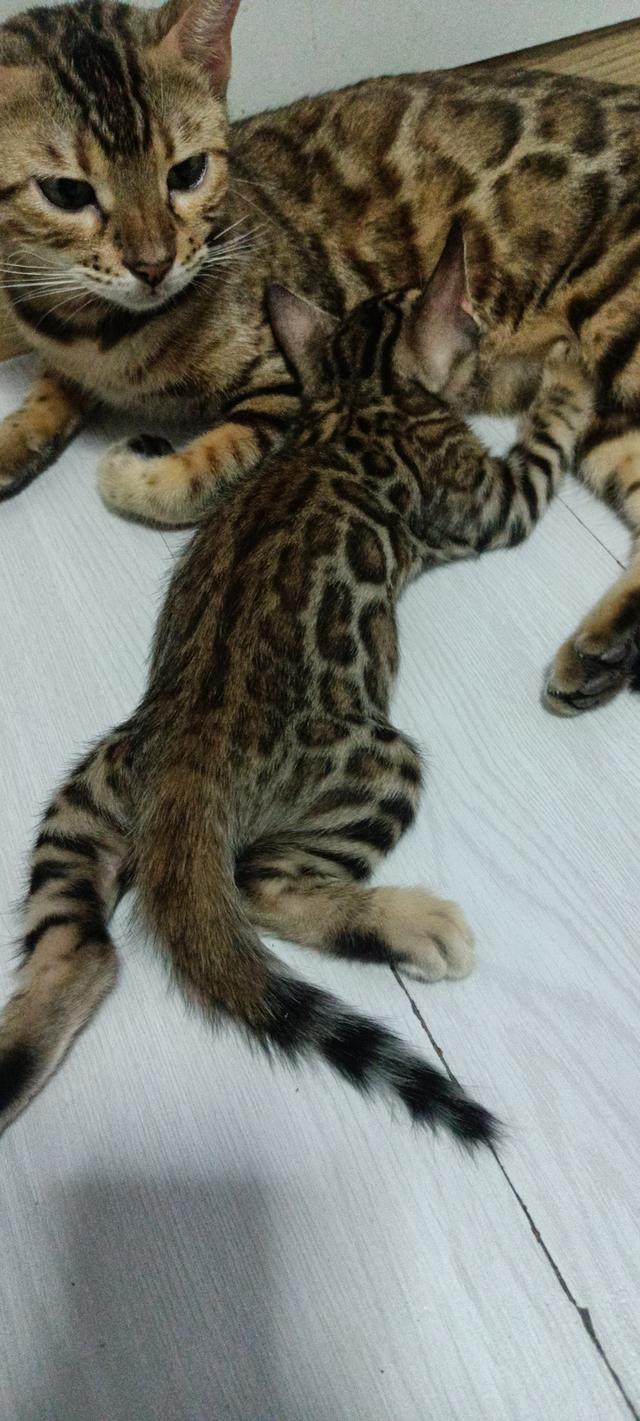 ลูกแมวเบงกอล 1