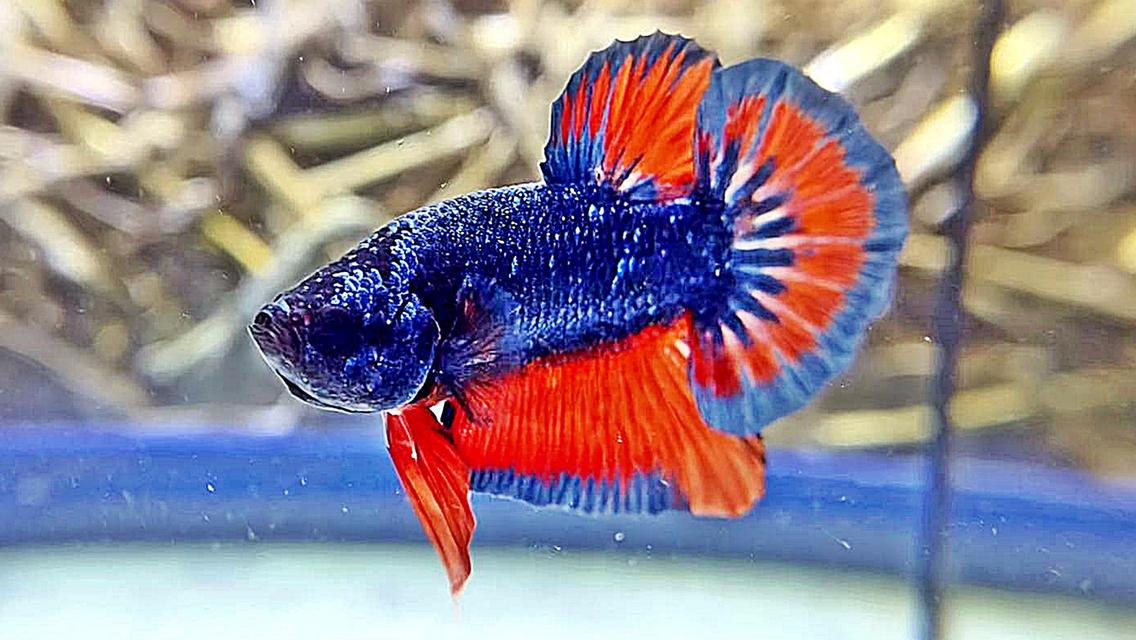 ปลากัดไทยสีพื้น