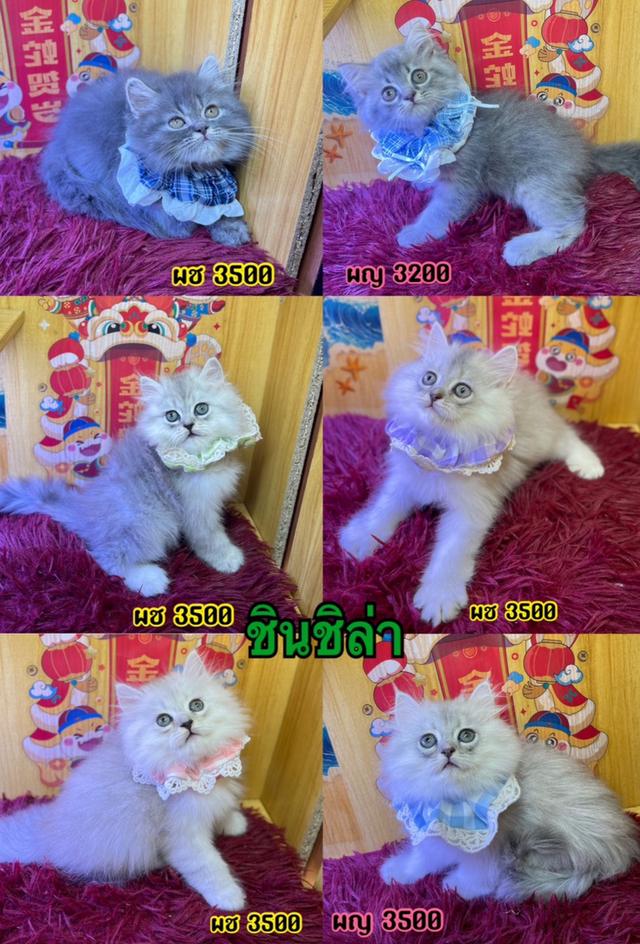แมวเปอร์เซีย ชินชิล่า