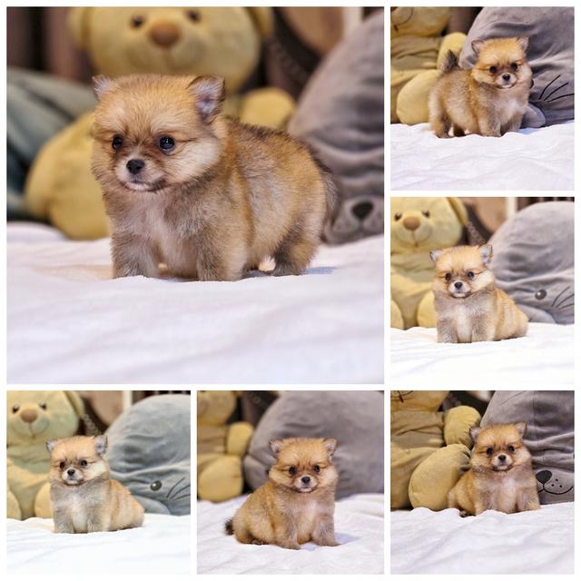 น้องคูเปอร์ปอมชิ ขาสั้นฟอร์มสวยตัวเล็กน่ารักมาก