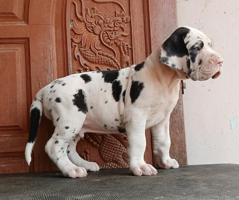 ลูกเกรทเดนคุณภาพ Great dane for sale รูปที่ 9