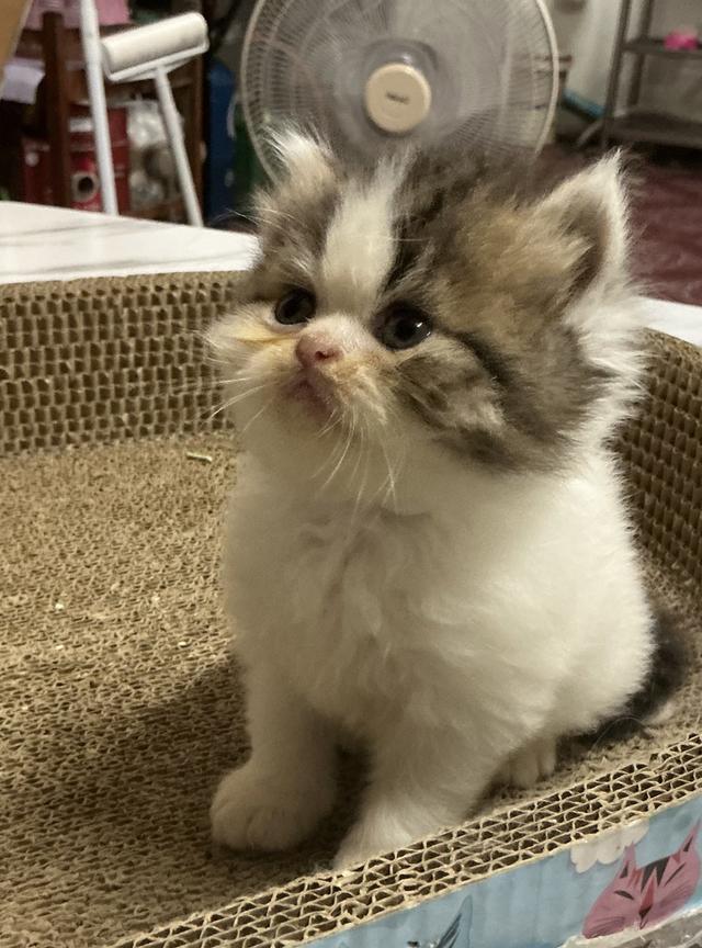 ลูกแมวเปอร์เซีย หน้าบี้หน้าหล่น หน้าตุ๊กตา เปิดกล้องดูเด็กๆได้ค่ะ รูปที่ 18