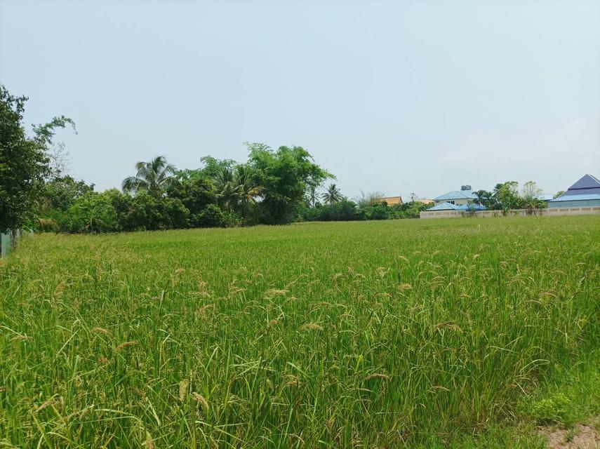 ขายที่ดิน 11ไร่95ตร.ว. ต.ป่าป้อง อ.ดอยสะเก็ด จ.เชียงใหม่ 9