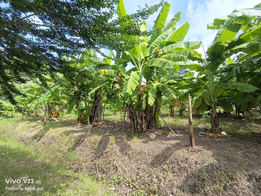 ขายที่ดินติดคลองบางระมาดสาย 2 เนื้อที่ 719.4 ตรว. พุทธมณฑลสาย 2 ซ.21 3