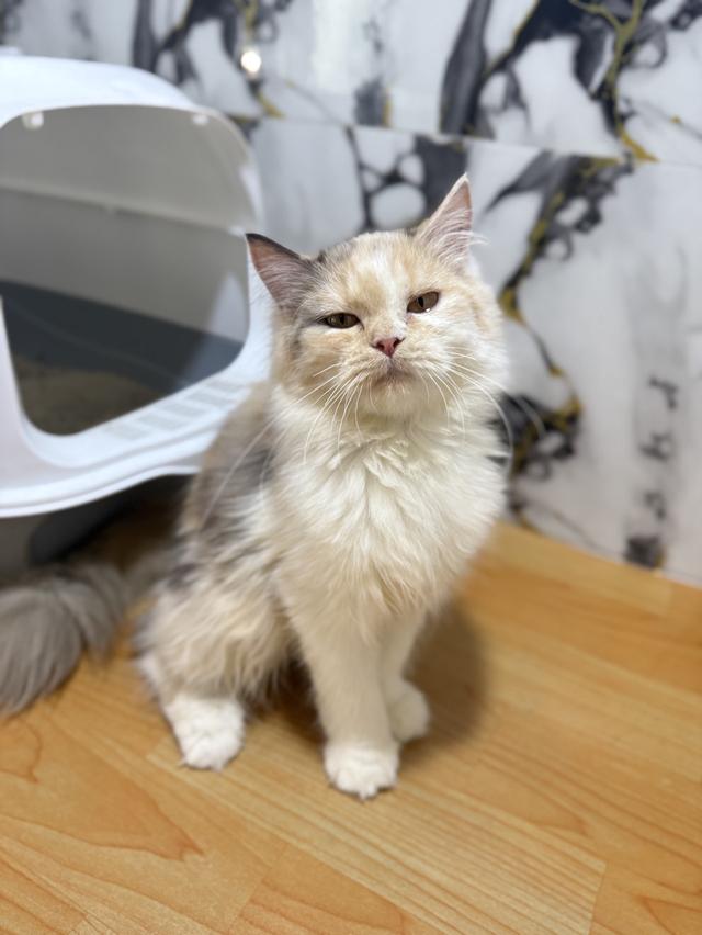 ลูกแมวพันธุ์เปอร์เซียแท้ รูปที่ 4