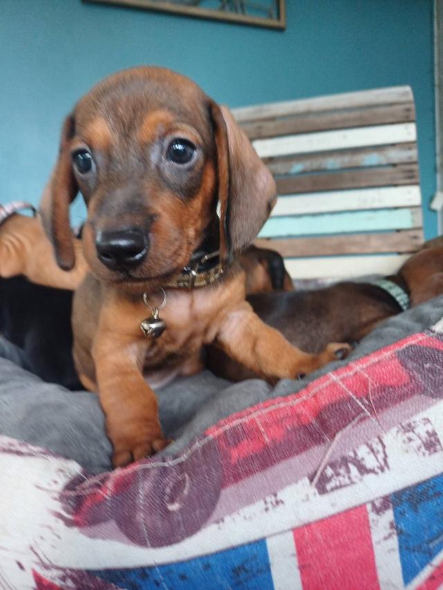 Dachshund puppies 2 months old 9