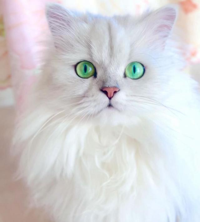 แมวเปอร์เซียสีตาสวย ฟอร์มสวยมาก 1