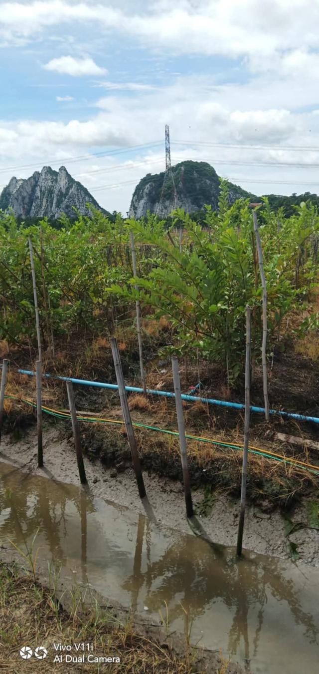 ที่ดินทำสวนฝรั่ง จ.ราชบุรี 1