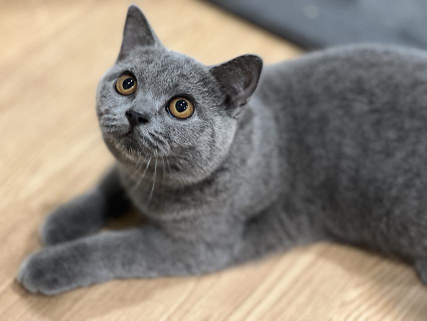 สาวน้อยบริติชสีบลูแท้ 100% รูปที่ 3