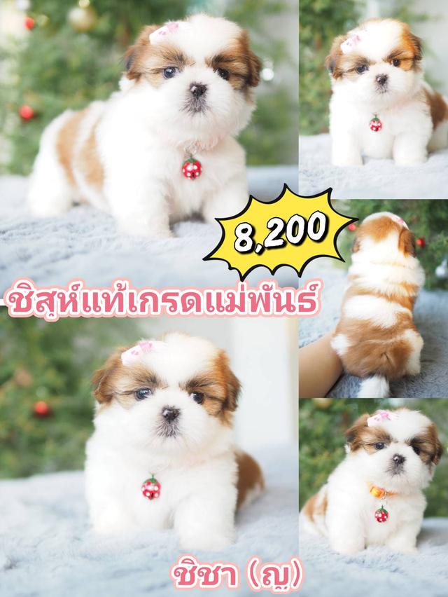 สัตว์เลี้ยง ชิสุ สุนัข