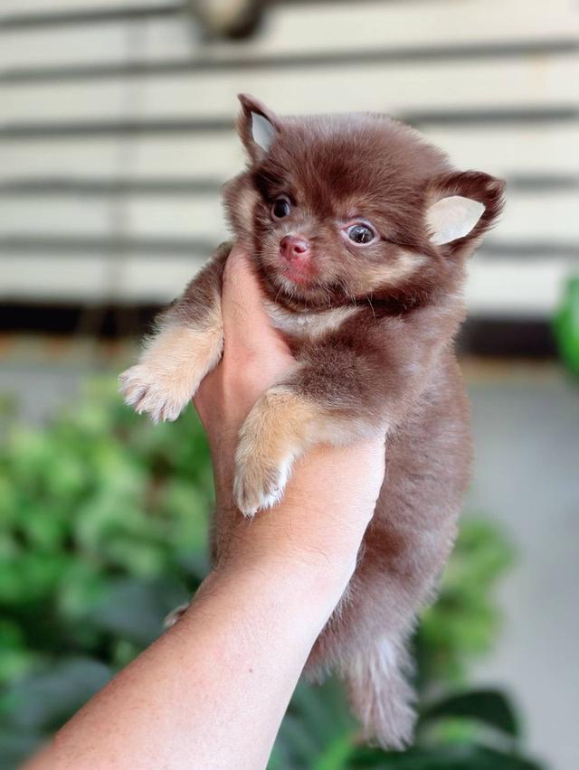 ชิวาวาแท้ขนยาว สีช็อค เพศผู้ 9