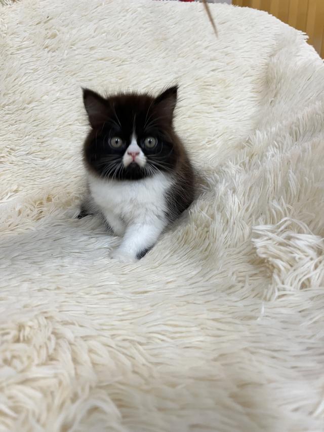 แมวเปอเซีย ดำขาว 🔥🔥🙂🙏 รูปที่ 11