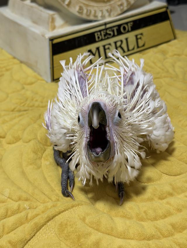 กระตั้วอัมเบลล่า Umbrella cockatoo เพศผู้ รูปที่ 7