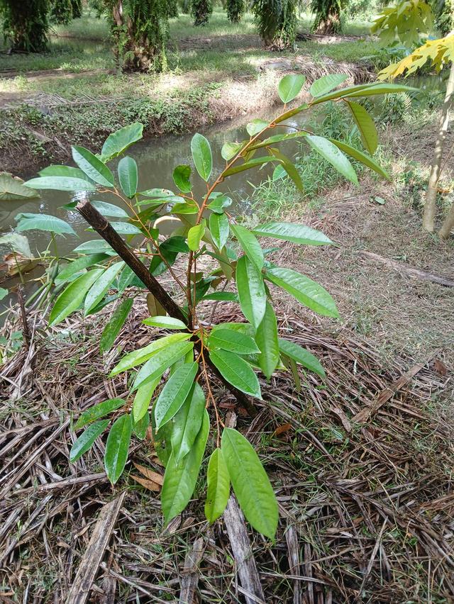 ขายสวนปาล์มสวนยาง โฉนด 25 ไร่ สะพลี ปะทิว ชุมพร 19