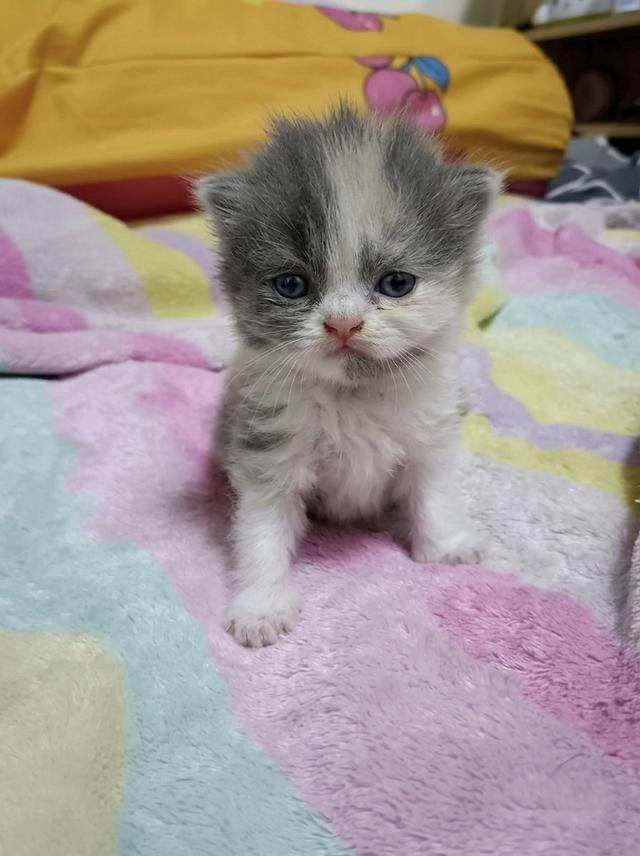 ลูกแมวเปอร์เซียแท้ พร้อมฉีดวัคซีนและถ่ายพยาธิ รูปที่ 3