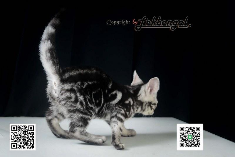 ลูกแมวอเมริกันชอตแฮร์สวยมากๆ สีซิลเวอร์ลายมาเบิ้ลดำเข้ม พันธุ์แท้ เพศเมีย รูปที่ 11