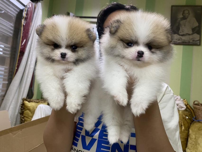 ลูกปอมเมอเรเนียนแท้ อ้วนกลมหมี สีสวย มาดูตัวจริงได้ค่ะ