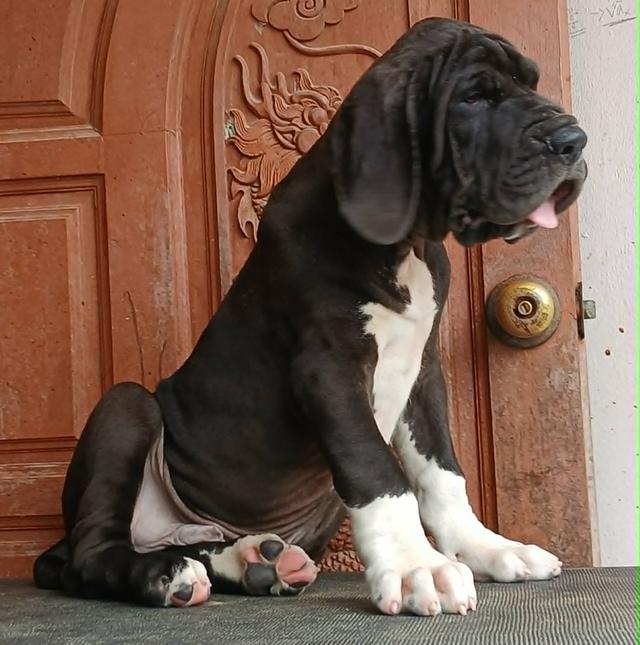 ลูกเกรทเดนคุณภาพ Great dane for sale รูปย่อยที่ 3