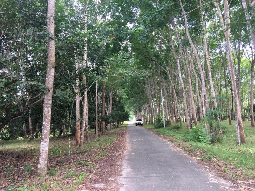 ที่ดินมีโฉนดสวนยางพาราสวนเงาะโรงเรียน มังคุด ทุเรียนมีต้นสะเดาเทียมล้อมรอบ