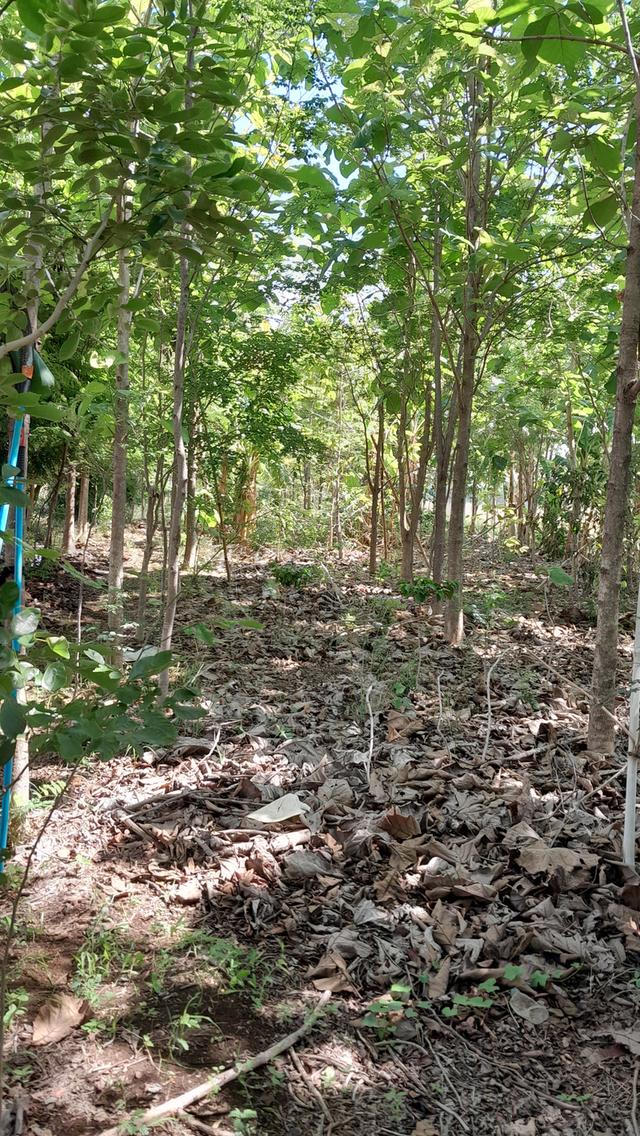 ขายที่ดิน 3 ไร่ 10
