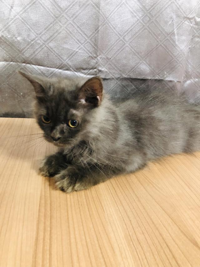 น้องแมวพันธุ์ หิมาลายันผสมชินชิล่า เพศผู้ 4