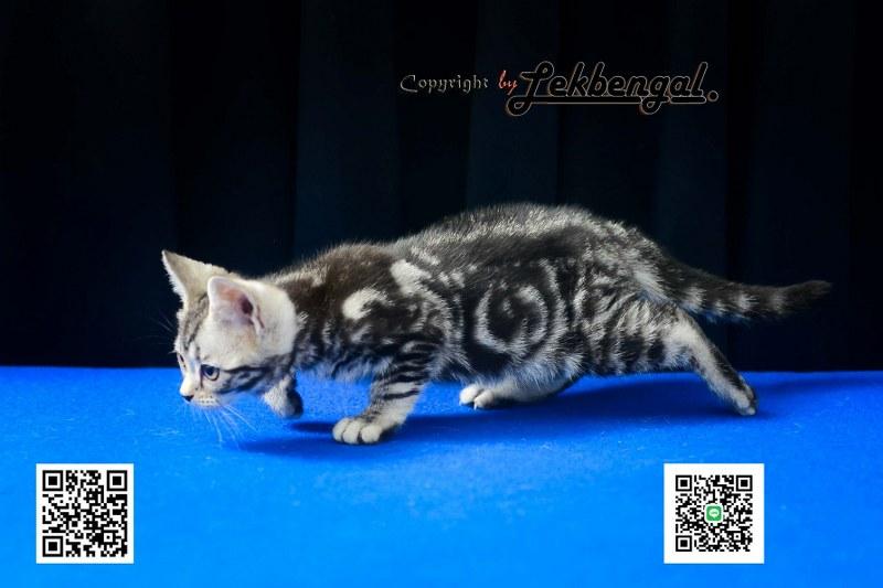 ขายลูกแมวสวยและน่ารักเพศเมีย (หุ่นกระปุกหมู) อเมริกันชอตแฮร์ รูปย่อยที่ 3