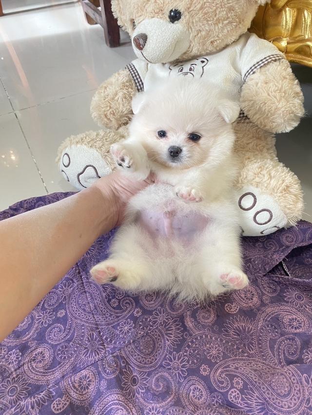 ปอมเมอเรเนียนแท้ 